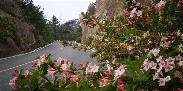 崂山巨峰：锦带花开，绚烂多彩