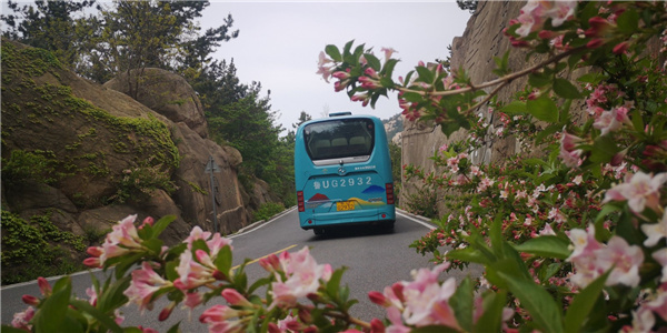 崂山巨峰：锦带花开，绚烂多彩