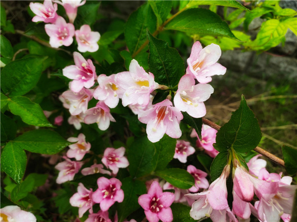 崂山巨峰：锦带花开，绚烂多彩