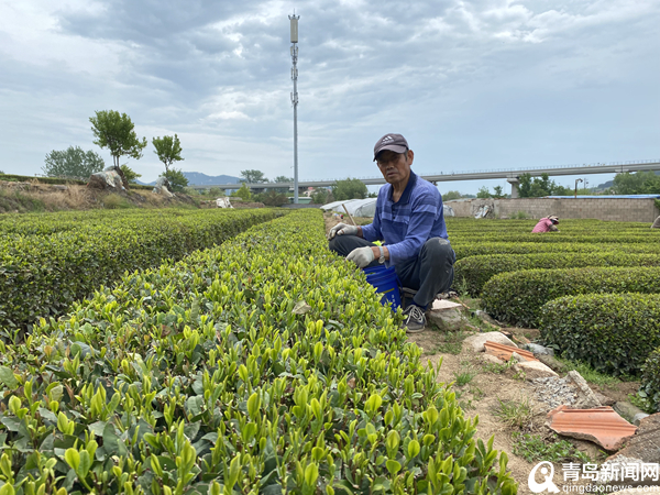 山海连城 未来的王哥庄会变成什么样？