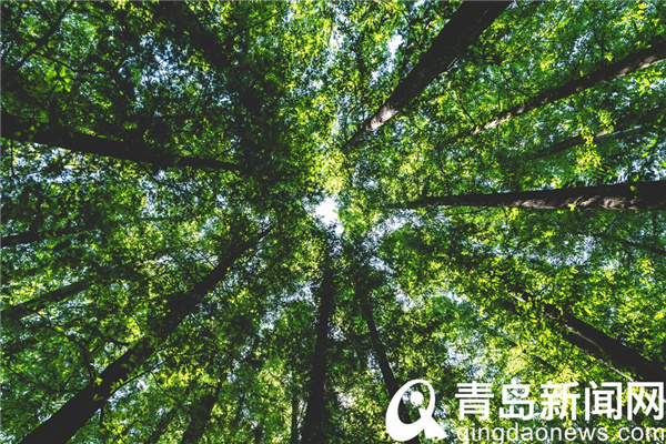 连日雨水过后 八大关更加令人神清气爽