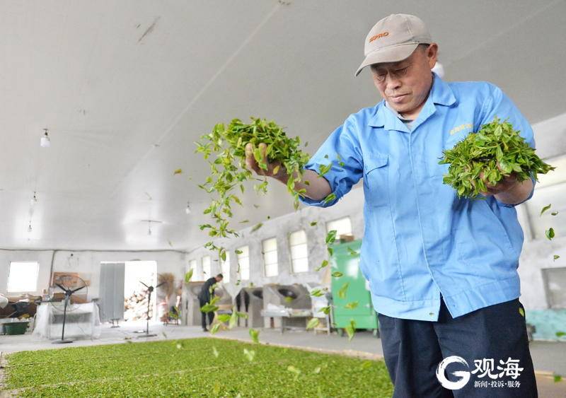 崂山茶集中上市 雨后茶农忙采茶