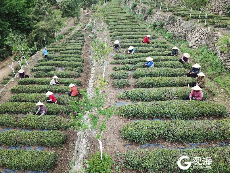 崂山茶集中上市 雨后茶农忙采茶