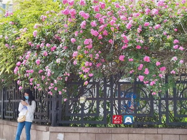 初夏青岛 蔷薇花盛开的季节