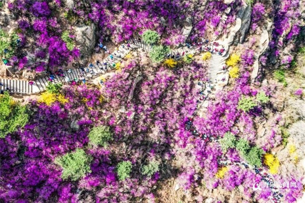 花开西海岸！“赏花经济”激活西海岸新区旅游消费