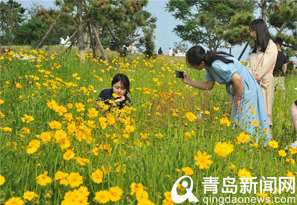 小麦岛金鸡菊开得正艳 夏日海上花岛别有情趣