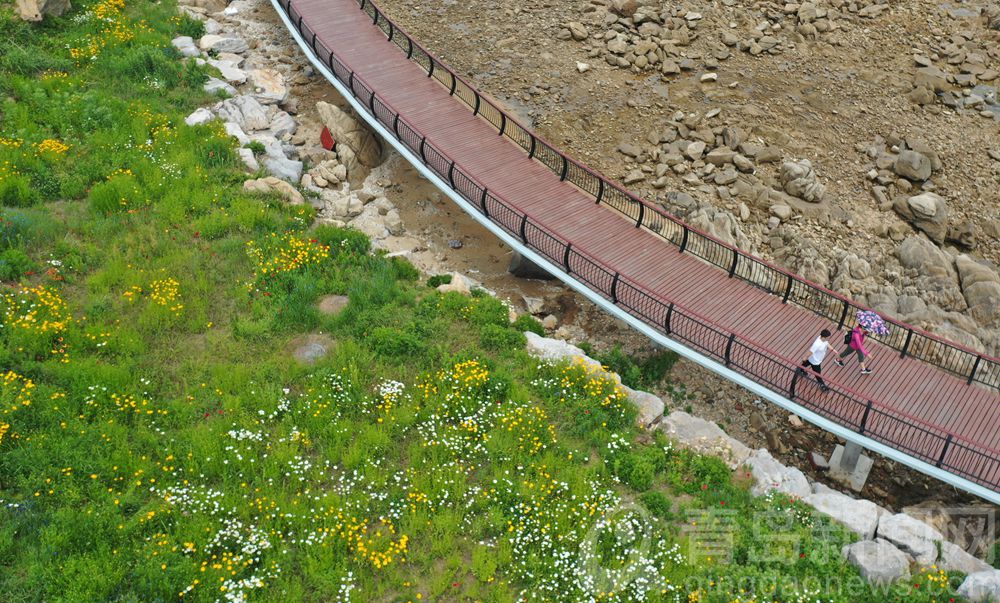 夏花更比春花美 青岛西海岸环岛路成夏日网红打卡地