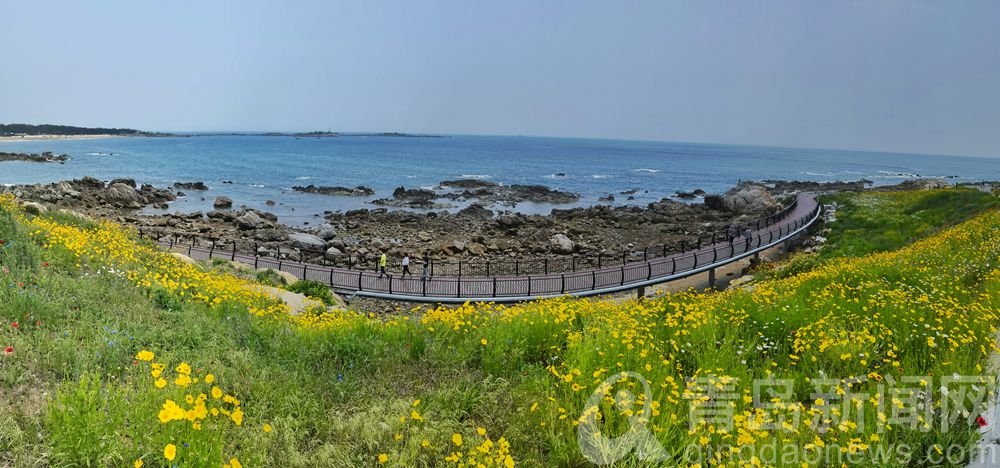 夏花更比春花美 青岛西海岸环岛路成夏日网红打卡地