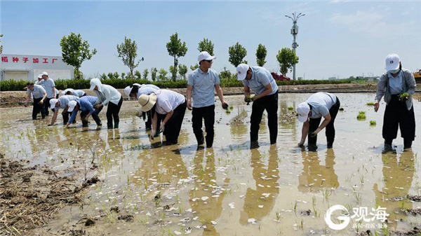 计划种植百万亩！青岛“海水稻”全国插秧