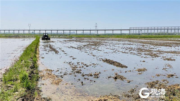 计划种植百万亩！青岛“海水稻”全国插秧