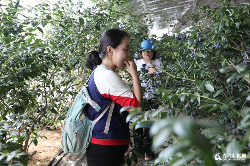 穿越乡村田园！西海岸＂美丽乡村游＂开启精品自驾之旅