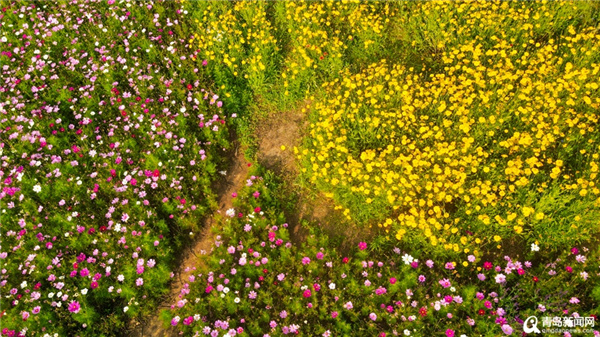 连日高温挡不住打卡热情 小麦岛夏日持续火爆