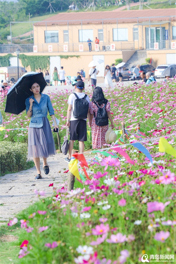 连日高温挡不住打卡热情 小麦岛夏日持续火爆