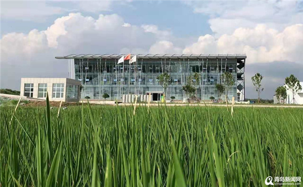 国家耐盐碱水稻技术创新中心产业化中心即将落户青岛