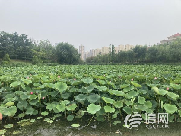 青岛公交线路加大运力投放 搭载乘客欣赏映日荷花