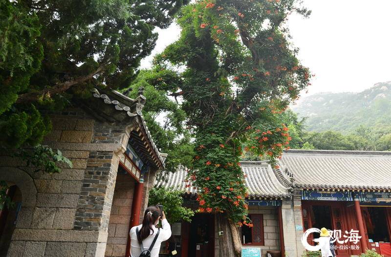 花开正艳！崂山太清宫现“侧柏凌霄”美景