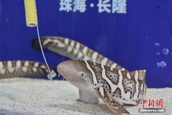 珠海长隆成功繁育濒危物种豹纹鲨【3】