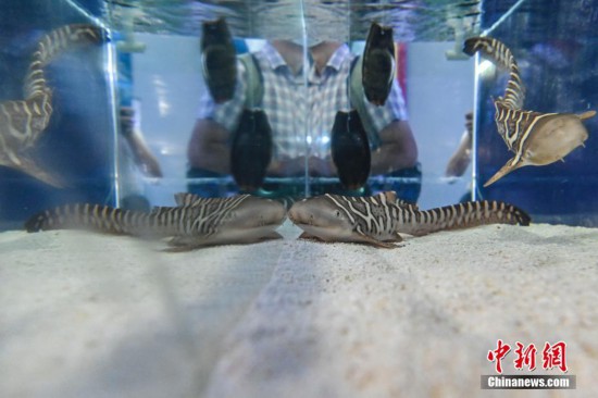 珠海长隆成功繁育濒危物种豹纹鲨【3】