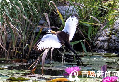 “凌波仙子”入住中山公园小西湖 小家伙超可爱