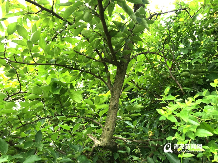 青岛网红打卡地小麦岛＂寻宝＂ 揭开名贵树种柘树的神秘面纱