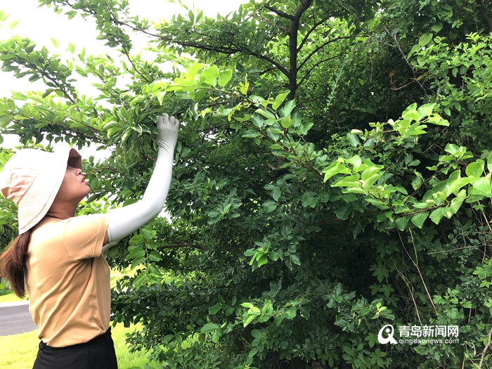 青岛网红打卡地小麦岛＂寻宝＂ 揭开名贵树种柘树的神秘面纱