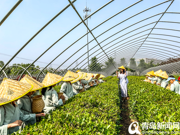 风生水起＂潮＂然一新 城阳打造全域旅游时尚化发展典范