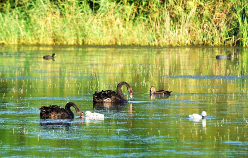 实拍唐岛湾湿地公园黑天鹅一家四口巡游