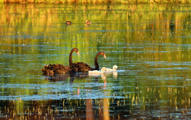 实拍唐岛湾湿地公园黑天鹅一家四口巡游