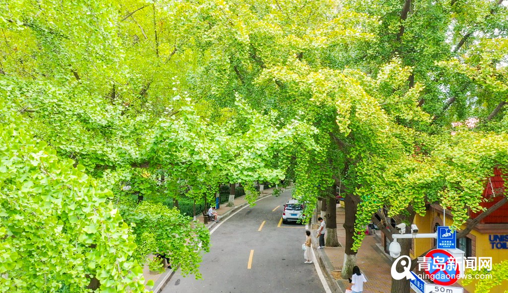 秋雨过后秋意浓 八大关开启颜色切换模式