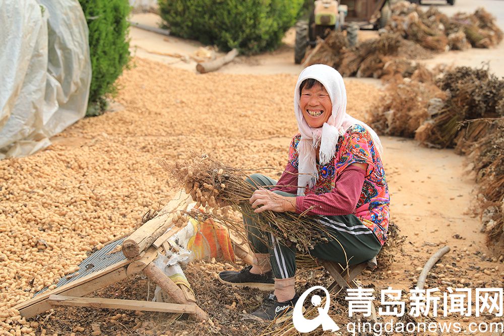 看丰收场景赏格桑花海 后尹家沟村成网红打卡地