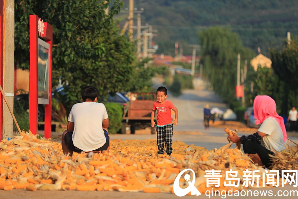 看丰收场景赏格桑花海 后尹家沟村成网红打卡地