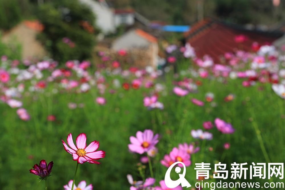 看丰收场景赏格桑花海 后尹家沟村成网红打卡地