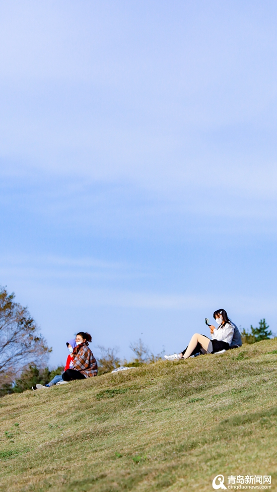 秋日小麦岛公园迎来专属浪漫 粉黛草引游客围观打卡