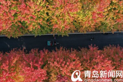 青岛西海岸张家楼 秋日枫叶红似火