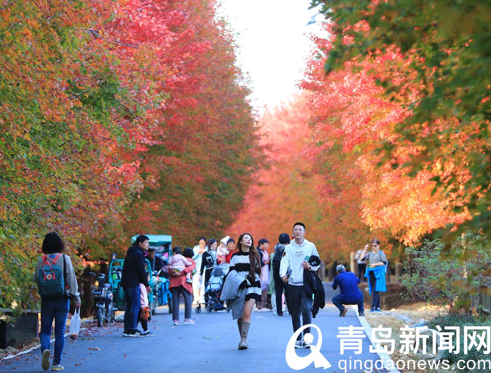 青岛西海岸张家楼 秋日枫叶红似火