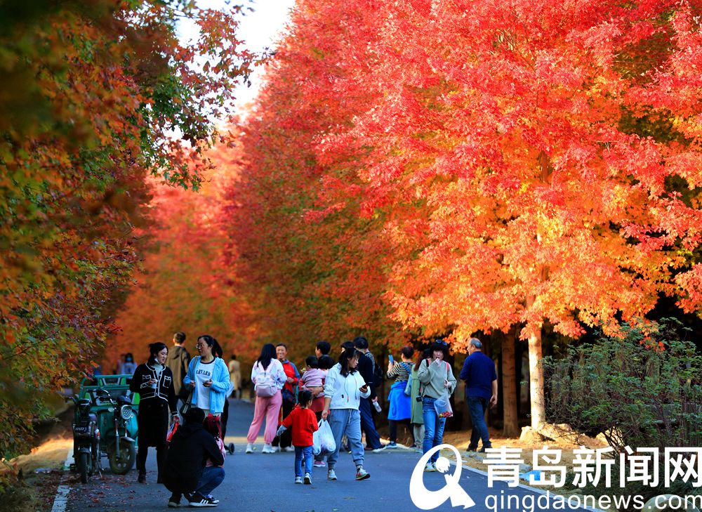 青岛西海岸张家楼 秋日枫叶红似火