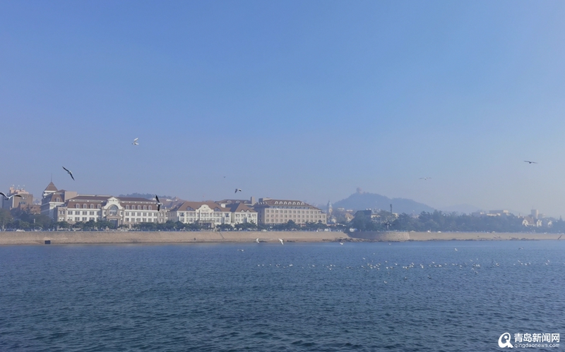 青岛栈桥即将迎来最美“海鸥季” 第一波海鸥已飞抵