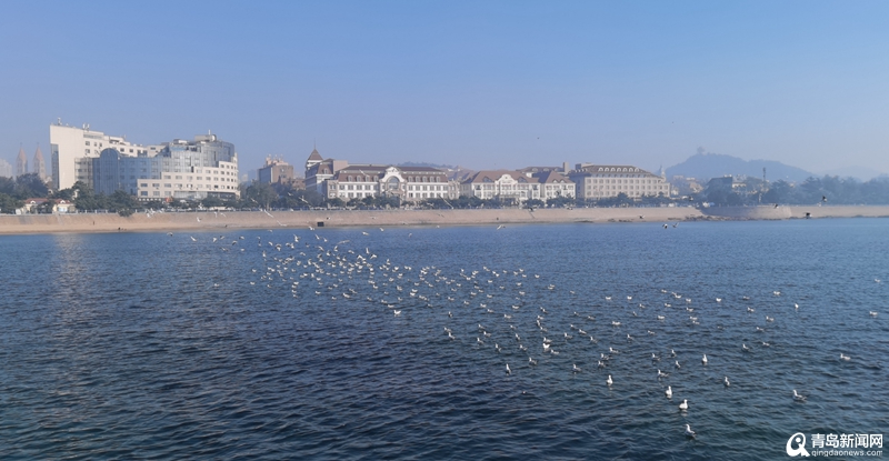 青岛栈桥即将迎来最美“海鸥季” 第一波海鸥已飞抵