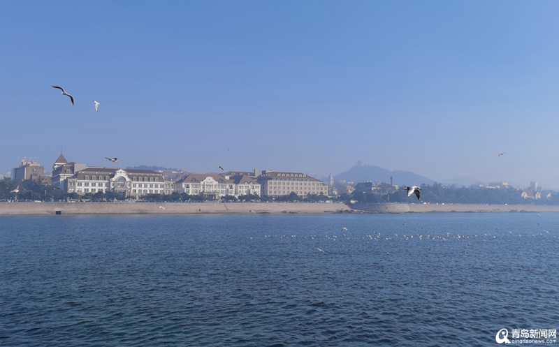 青岛栈桥即将迎来最美“海鸥季” 第一波海鸥已飞抵