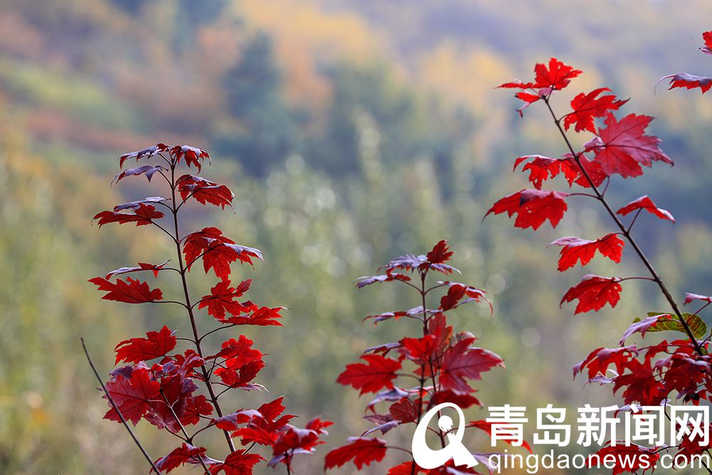 秋天的大珠山 大自然的色彩之美令人陶醉