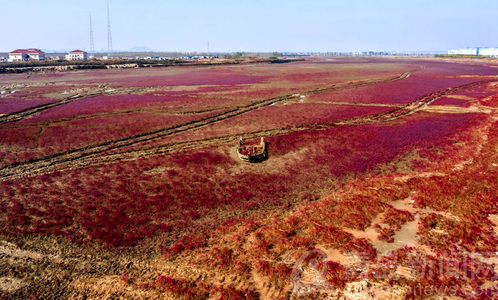 青岛大片：胶州湾洋河入海口 碱蓬草红了