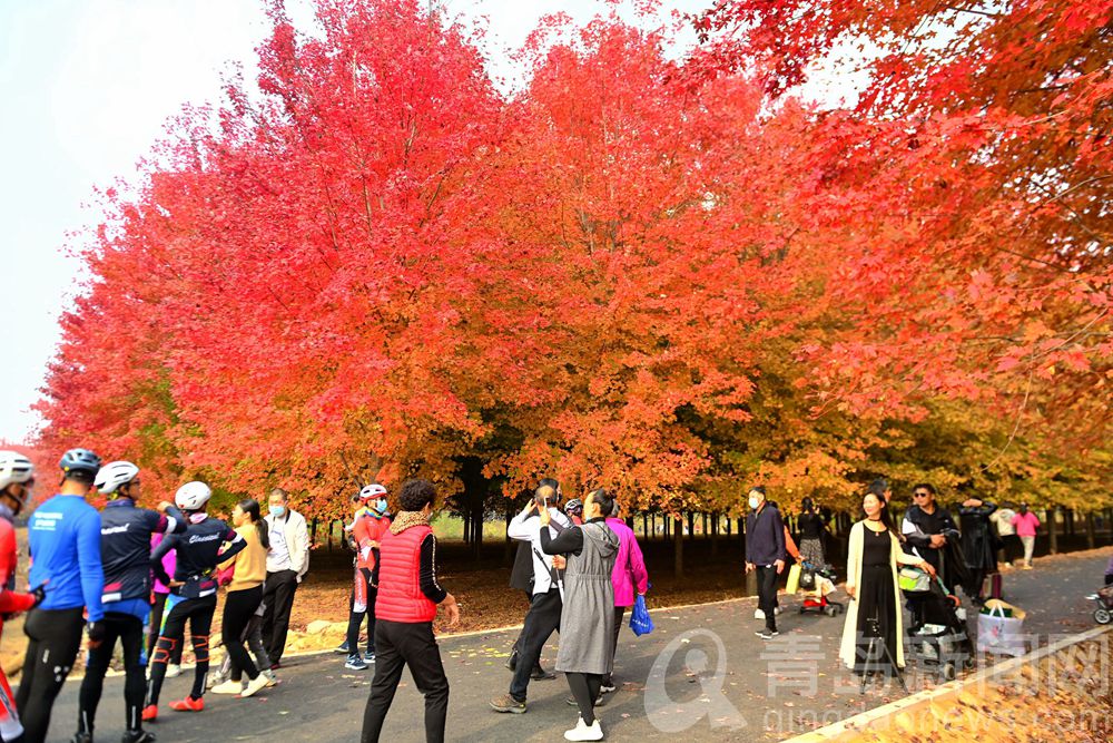 红叶似火 青岛这片千亩红枫林人气