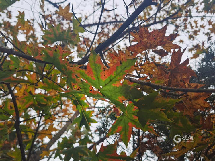 斑斓的秋色在等你！青岛这份赏叶地图你值得拥有