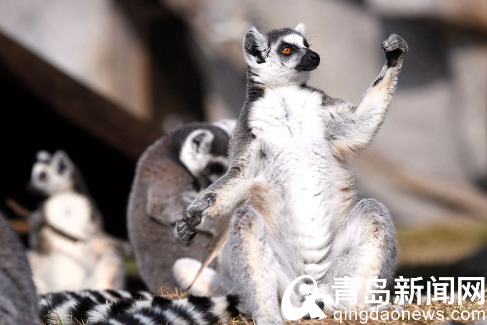 青岛森林野生动物世界 环尾狐猴围坐一起晒太阳萌态十足