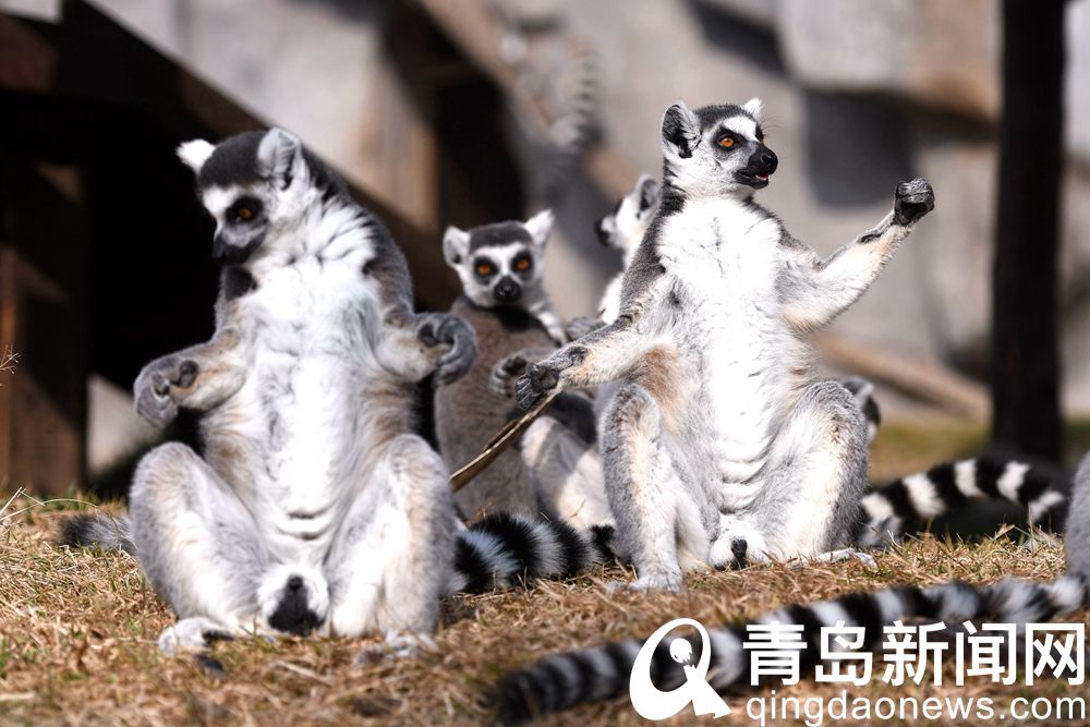 青岛森林野生动物世界 环尾狐猴围坐一起晒太阳萌态十足