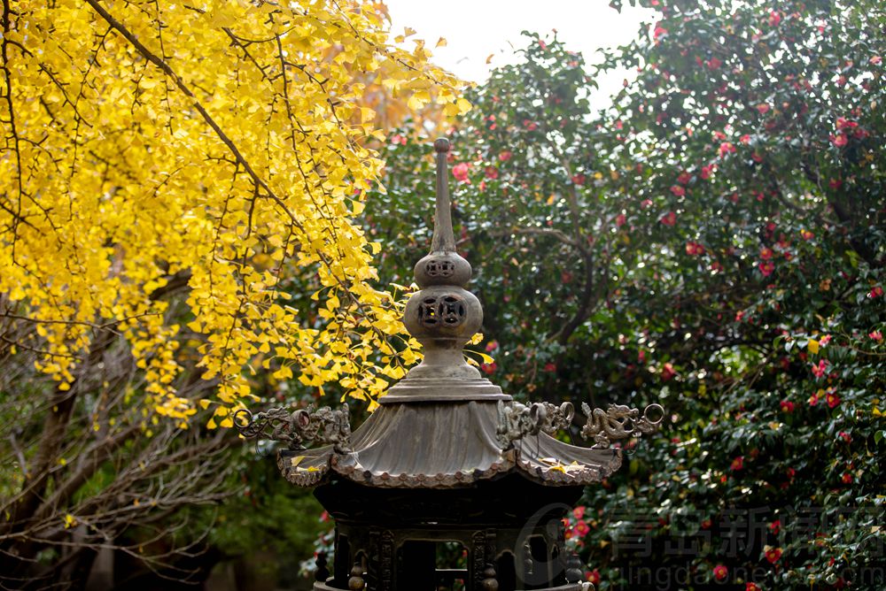 银杏叶正黄耐冬花正艳 崂山太清宫仍是令人陶醉的晩秋景色