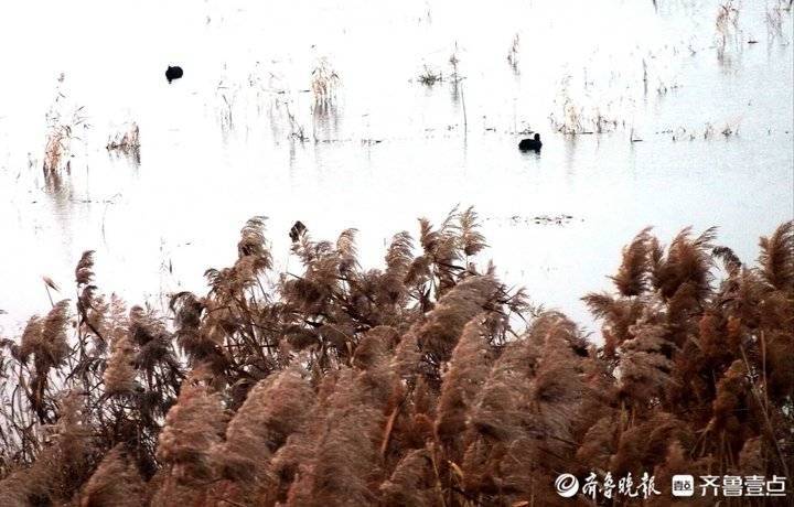 野鸡野鸭白鹭天堂 芦花飞舞的青岛大沽河湿地美如国画