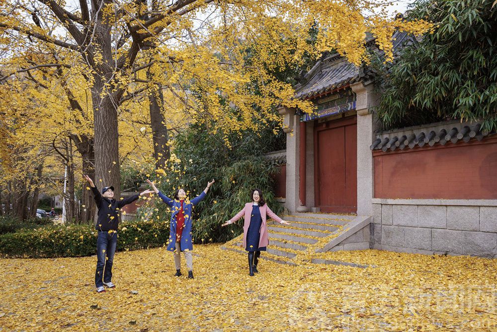 银杏叶正黄耐冬花正艳 崂山太清宫仍是令人陶醉的晩秋景色