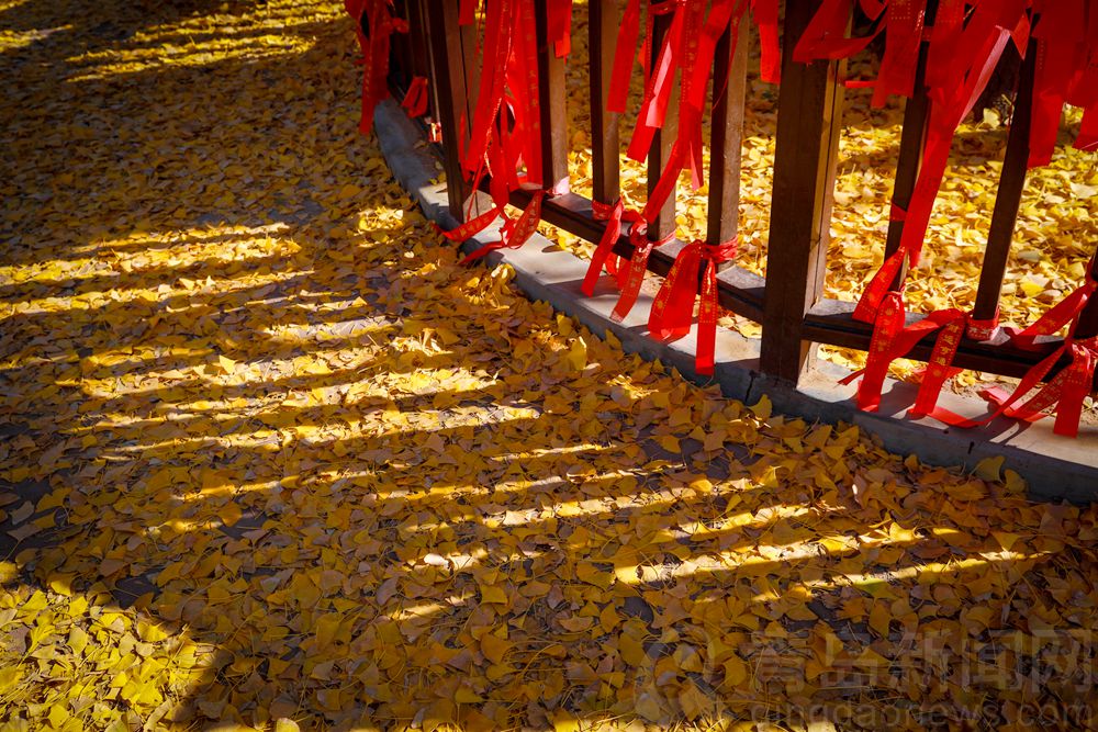 城阳法海寺一种别样景致 银杏树叶飘落满地如金黄色地毯