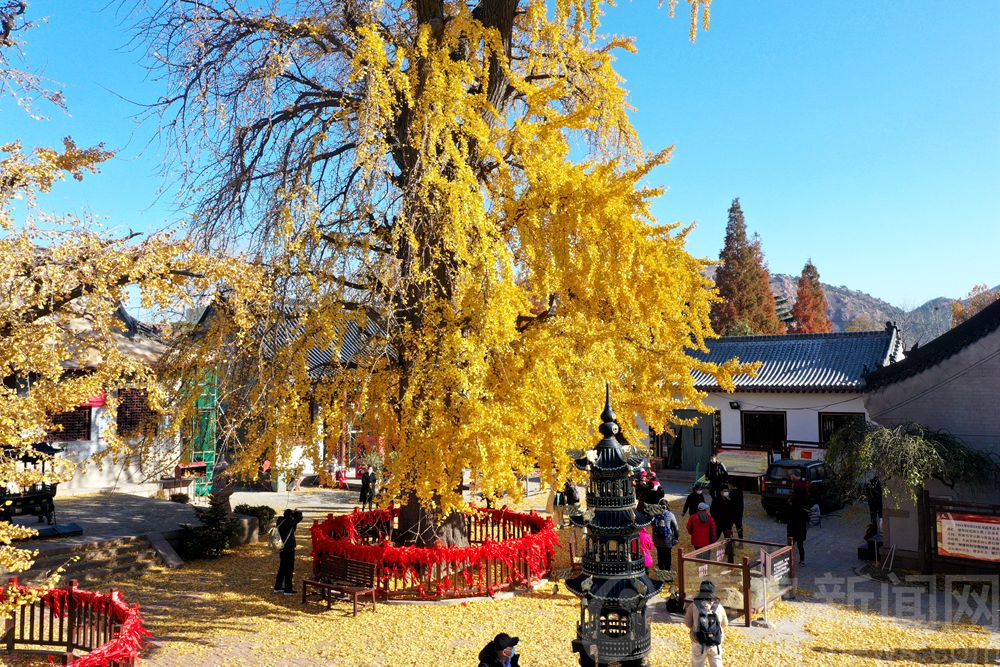 城阳法海寺一种别样景致 银杏树叶飘落满地如金黄色地毯